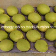 Hot Selling New Crop Fresh and Sweet Shandong Pear